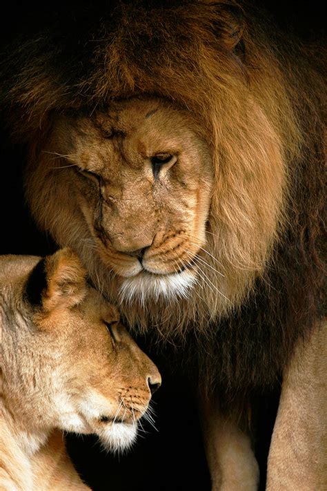 Lion Love Pair Of African Lions At Artis Limited Edition Fine Art