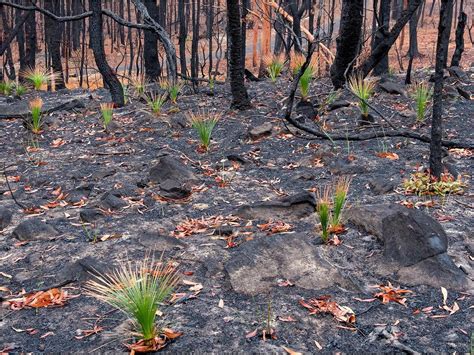 'Heartening' photos show bush regrowth on Central Coast after fires ...