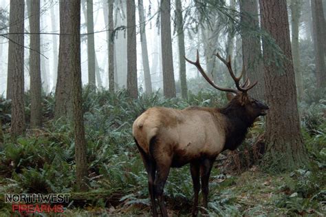 Attention Washington Elk Hunters Northwest Firearms