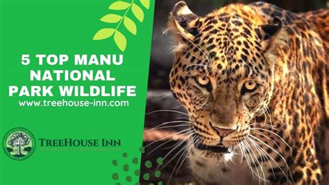 Parque Nacional Del Manu Peru 5 Top Manu National Park Wildlife