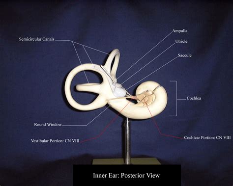 Cochlear Model Labeled