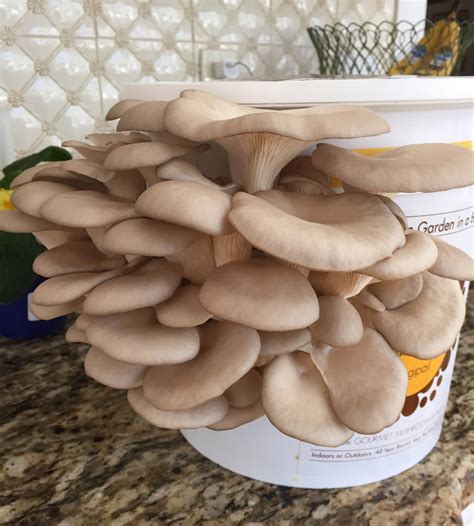 Growing Mushrooms At Home — Enchanted Gardens