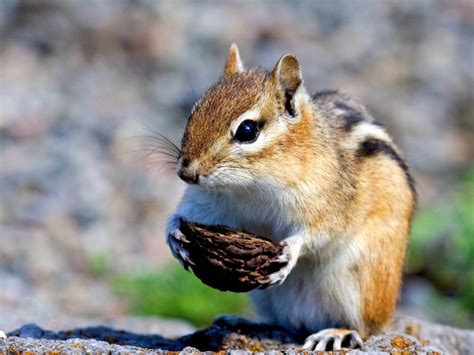 Chipmunk With Nut Wallpapers And Images Wallpapers Pictures Photos