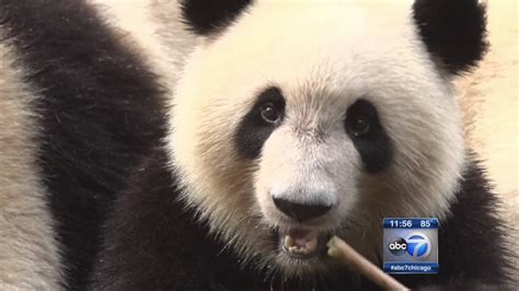 These Giant Panda Babies Are Unbearably Cute Abc7 Chicago