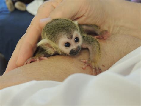 Baby Squirrel Monkey Cuteness Overload Featured Creature