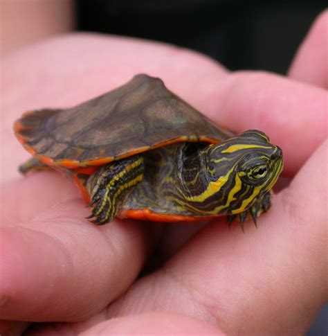 The Alabama State Reptile Is The Red Bellied Turtle Shown Here Is A