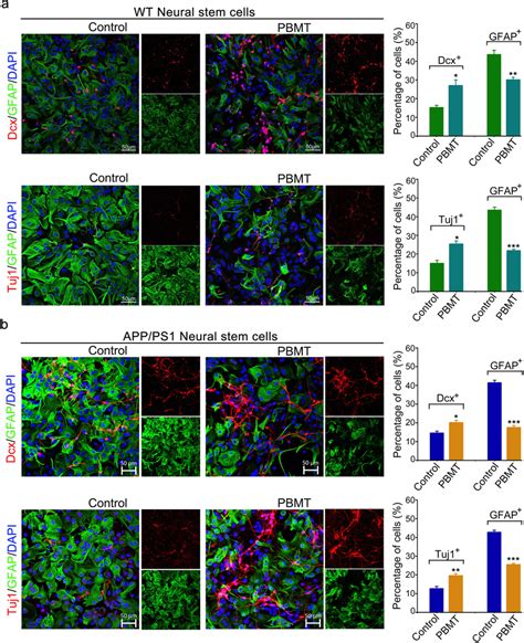 PBMT Directs The APP PS1 Neural Stem Cells NSCs Differentiate Into