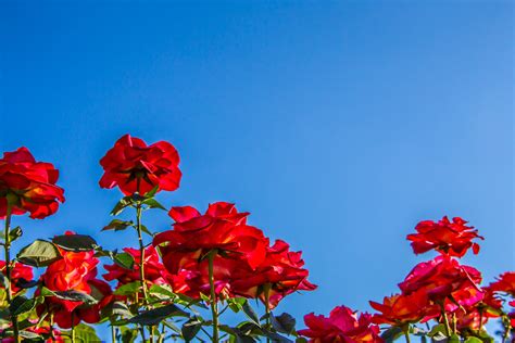 Norf Rosessky Red Roses Blue Sky Heiko Dewees Flickr