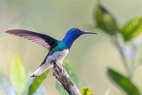 3 Aves Exóticas Que Puedes Encontrar En Chiapas Espíritu Del Mundo Maya