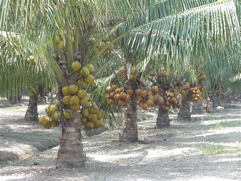 But the premium coconut of choice for tender drinking nut production in malaysia comes from a dwarf variety: The Basics of Starting a New Coconut Plantation