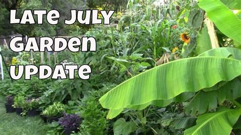 Late July Garden Update And Tour Lots Of Tomatoes Peppers And More