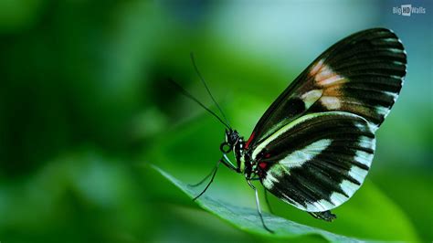 Cute Butterfly Hd Wallpapers Wallpaper Cave