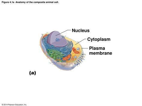 Ppt Figure 41 Anatomy Of The Composite Animal Cell Powerpoint