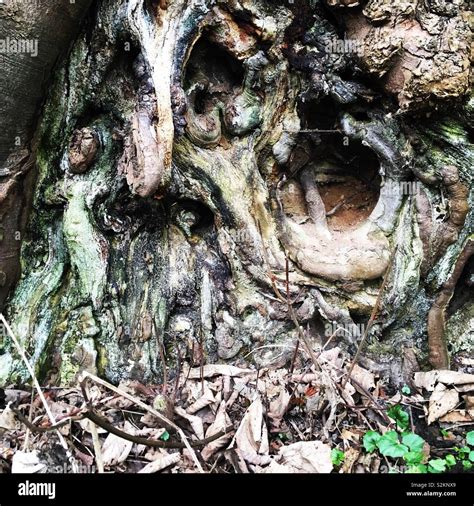 Scary Tree Face Hi Res Stock Photography And Images Alamy