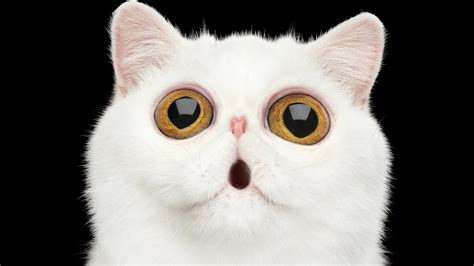 5 Cat Breeds With Big Eyes That Put Manga Faces To Shame Ultimate
