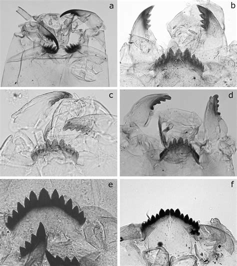 Subfossil Remains Of Larval Chironominae From Lakes Of Central America