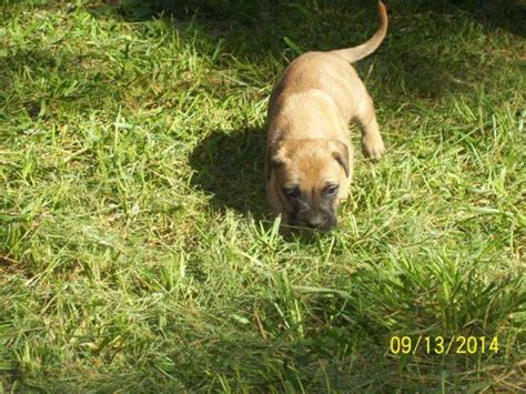 Champion Bloodline Akc Bullmastiff Puppies For Sale For Sale In Doss
