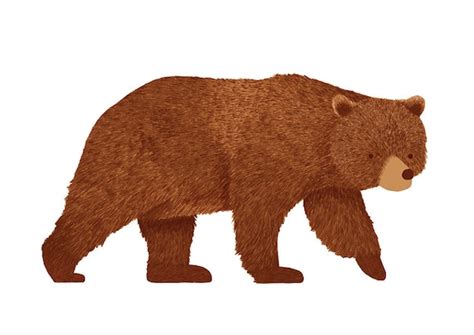 Brown Bear Postcard North American Animal Illustration Etsy Uk