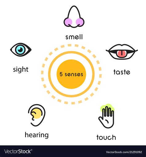 Five Human Senses Vision Hearing Smell Touch Vector Image
