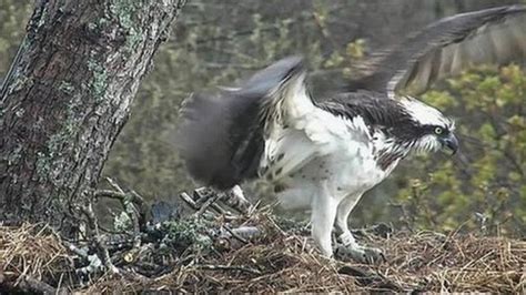 Osprey Pair Nest At Roudsea Wood Nature Reserve In Cumbria Bbc News