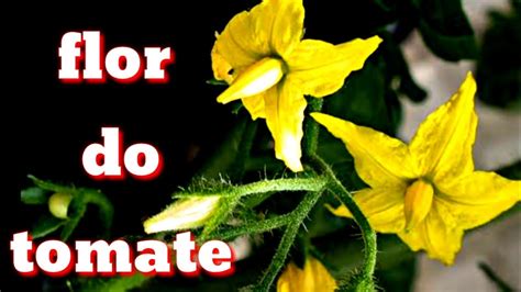 Faça Seu Tomateiro Florir E Segurar Os Frutos Com Esse Adubo Orgânico