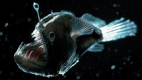 5 Sea Creatures Of The Bathypelagic Zone