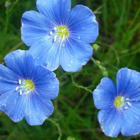 Blue Flax Flowers Seeds Perennial Tall Linum Etsy