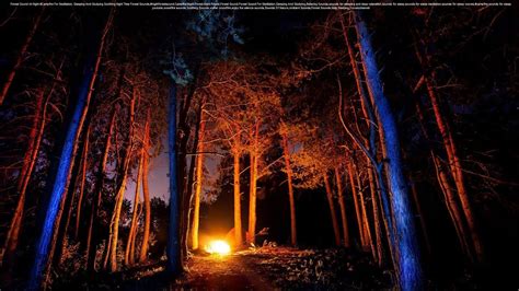 Forest Sounds At Night Campfire For Meditation Sleeping And Studying