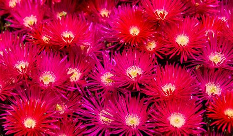 Free Images Light Sunlight Flower Petal Red Succulent Pink