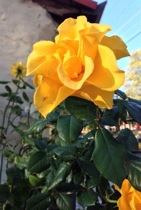 La creencia dice que al entregar una rosa de té, la persona nunca se olvidará de ti. Rosa amarilla con pimpollo.Asunción | Rosas amarillas ...