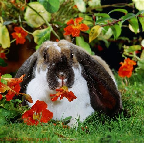 Butterfly English Lop Rabbit Eating A Nasturtium Flower Photo Wp35171