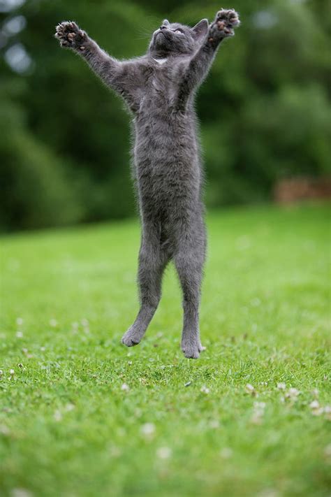 Grey Cat Jumping In Mid Air Digital Art By Pixels