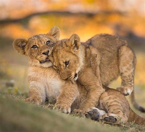 Épinglé Par Maria De Sousa Sur Good Morning Bébés Animaux Mignons