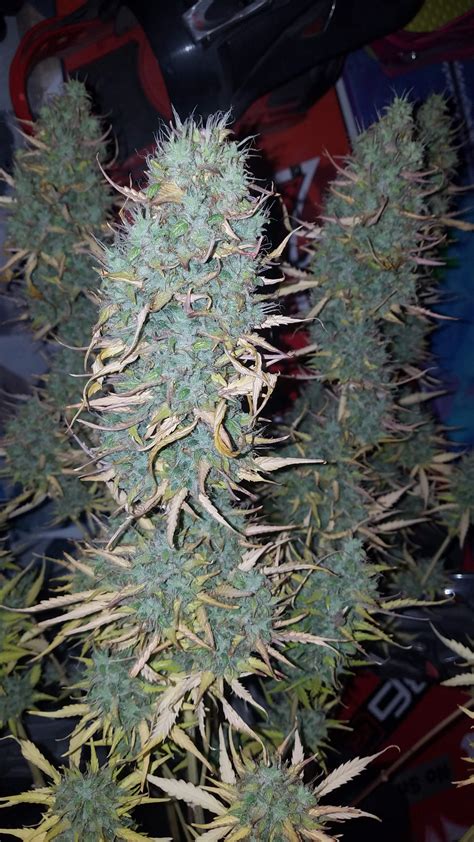 You have what every king and queen, every pharaoh and ruler, every ceo and celebrity of the past would give all their wealth for: Canuk Seeds Critical Mass grow journal week12 by ...