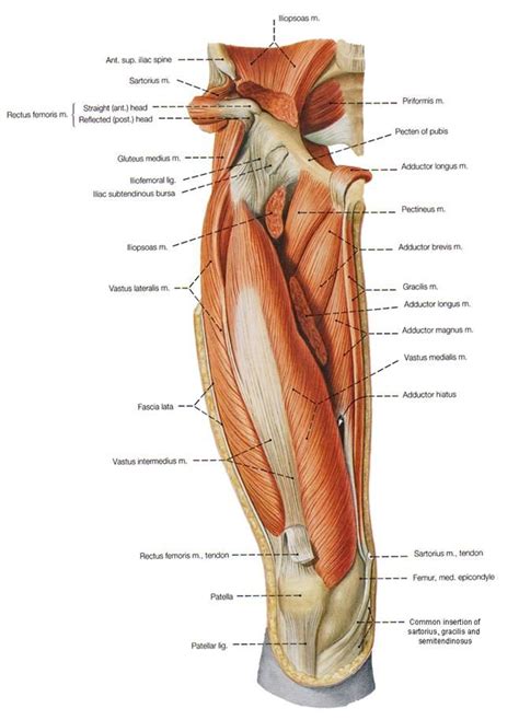 The head of your femur fits into your hip socket and the bottom end connects to your knee. Pin on Muscles & Bones