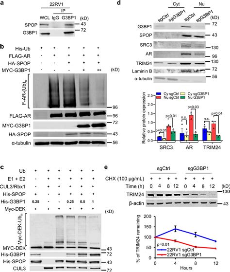 G3bp1 Interacts With Spop And Acts As A Negative Regulator Of Spop
