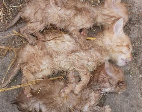 Cruel Pet Owner Who Starved Kittens And Ducks To Death Given Ten Year
