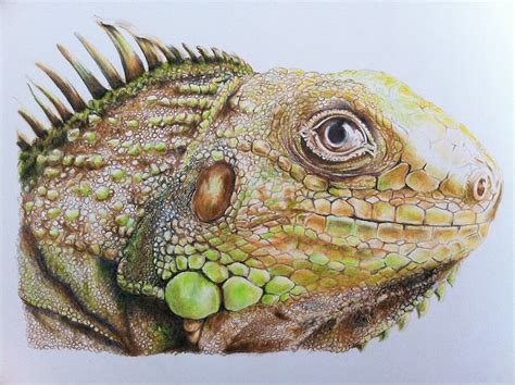 Lizard Pencil Drawing By Alanart Redbubble