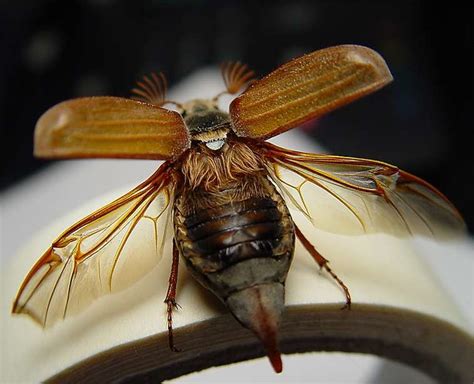 De meikever wordt namelijk vooral in de maand mei waargenomen! Specimen of the Week 293: The Cockchafer | UCL Museums ...