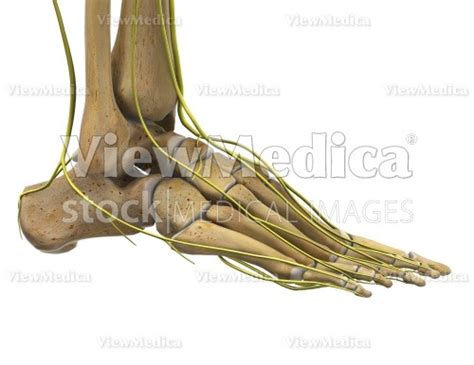 Viewmedica Stock Art Foot And Ankle With Nerves Skeletal Lateral View