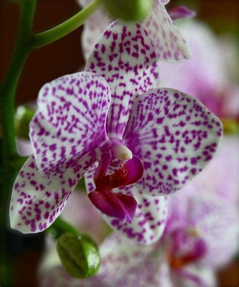 The Most Beautiful Orchid On My Table Explored 310 Flickr Photo