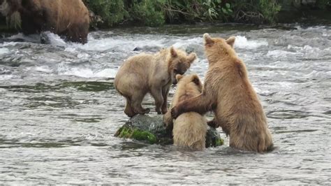 Brown Bears At Brooks Falls Alaska Youtube
