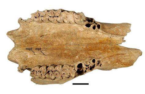 Ventral View Of Maxillary Block Of Bootherium Bombifrons Smu 77689