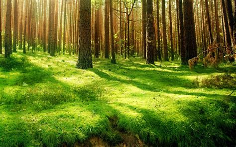 Coniferous Forest Wallpapers And Images Wallpapers Pictures Photos