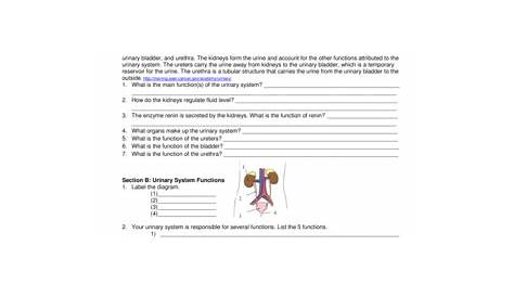Urinary System Worksheet Answer Key - Fill and Sign Printable Template