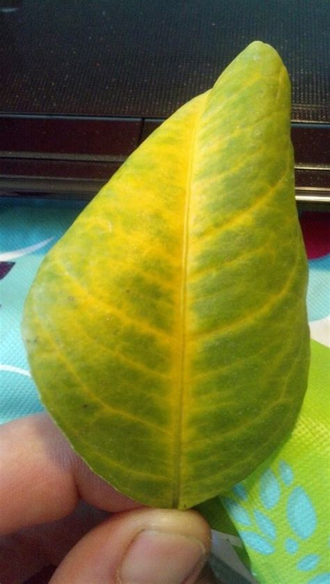 Yellow Veins Curled Leaves Meyer Lemon