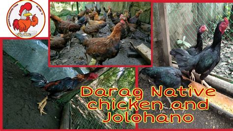 Darag Native Chicken And Jolohano Buhay Probinsya Ka Agri Tv Youtube