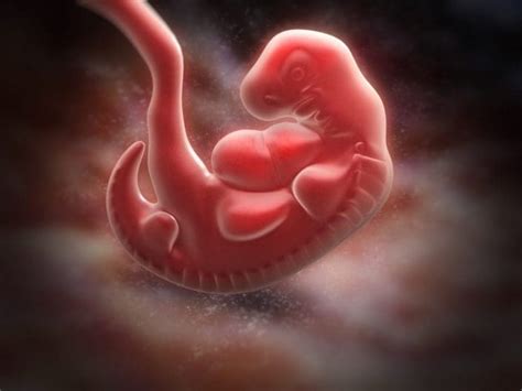 Your Babys Development The First Trimester