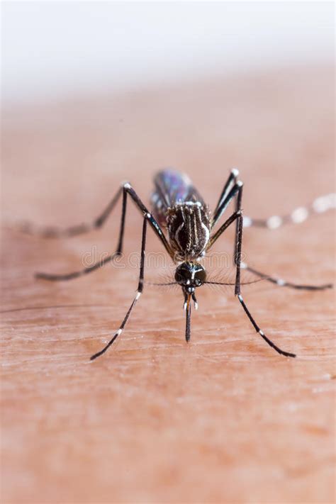 Mosquito Biting Stock Image Image Of Nature Entomology 41056507