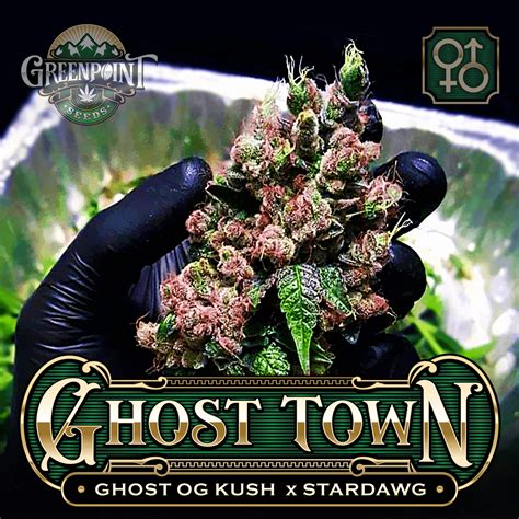 Ghost Town Cannabis Seeds Ghost Og Kush Strain Greenpoint Seeds